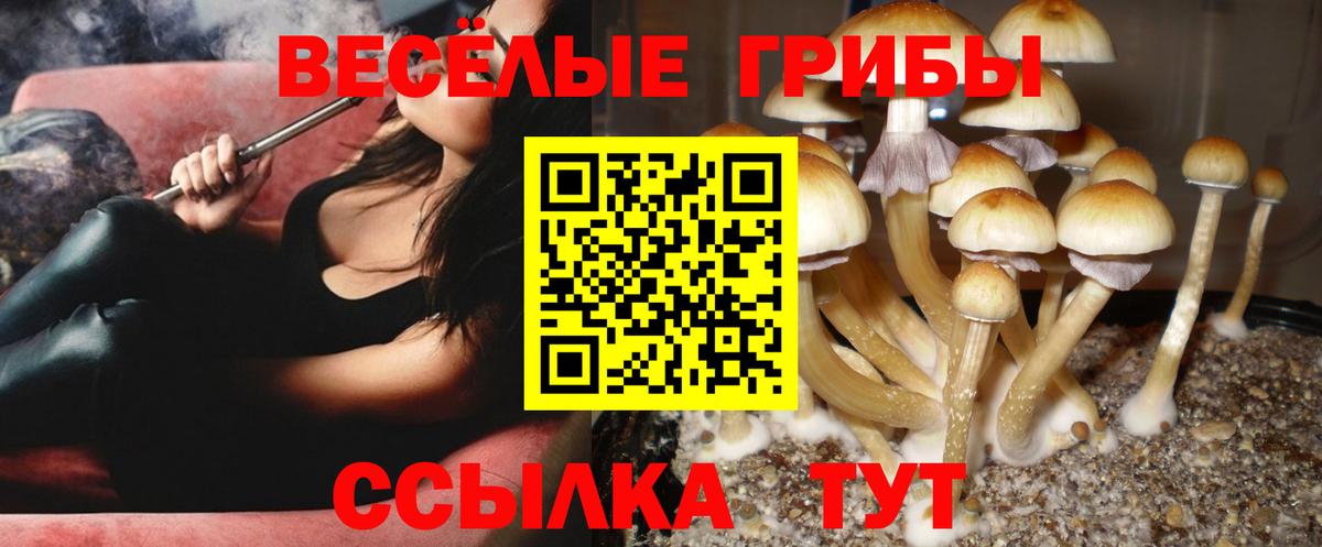 Череповец  Псилоцибиновые грибы Cubensis  Вход с VPN 